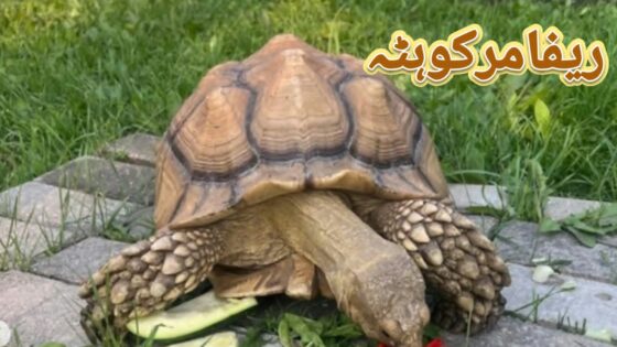 کینیڈا: مفرور کچھوا دو ہفتے بعد میلوں دور فاصلے سے مل گیا