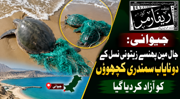 جیوانی: جال میں پھنسے زیتونی نسل کے دو نایاب سمندری کچھووں کو آزاد کر دیا گیا